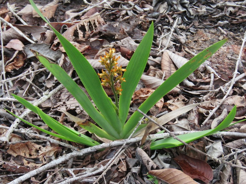 Schiekia silvestris photo 6