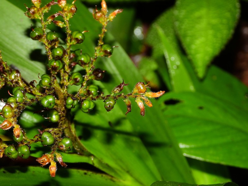 Schiekia silvestris photo 7