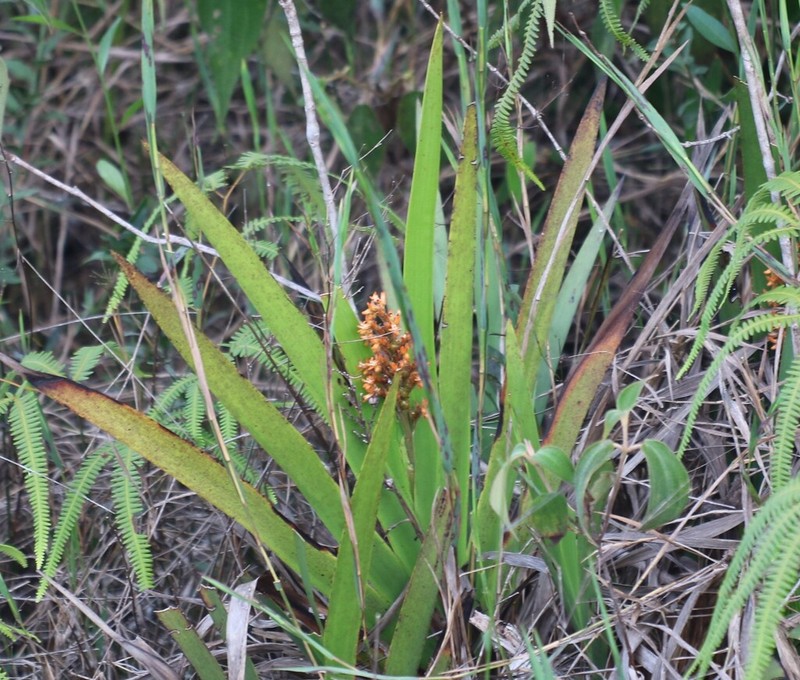 Schiekia silvestris photo 8