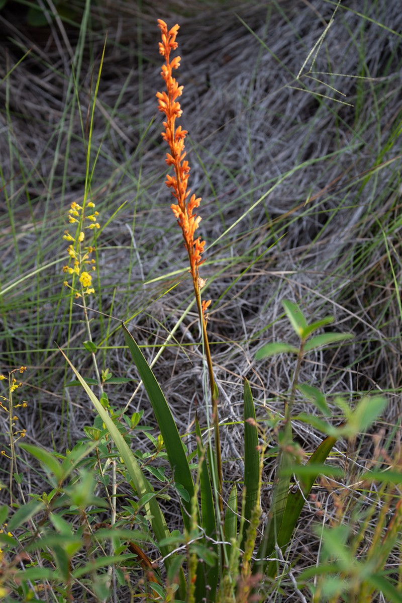 Schiekia timida