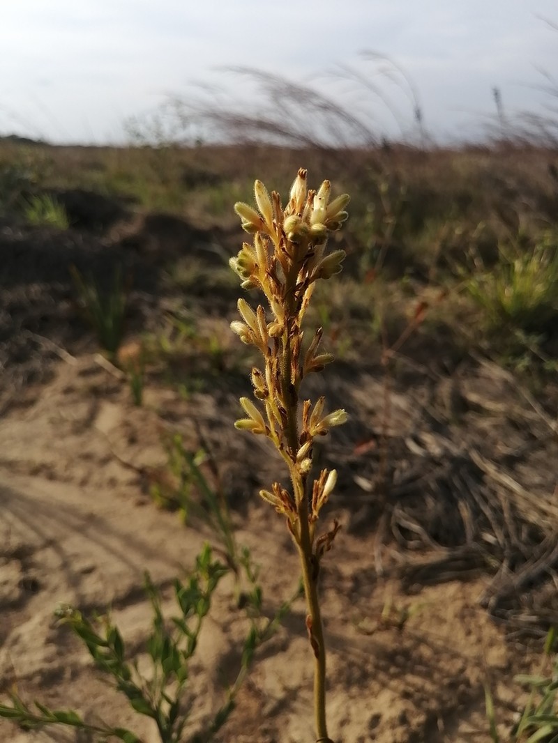 Schiekia timida photo 2
