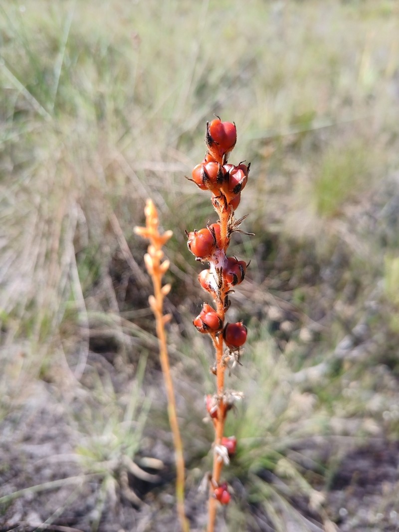 Schiekia timida photo 4