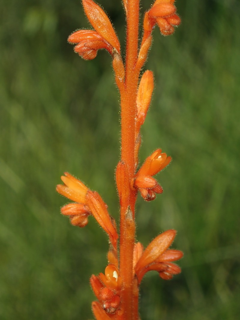 Schiekia timida photo 5