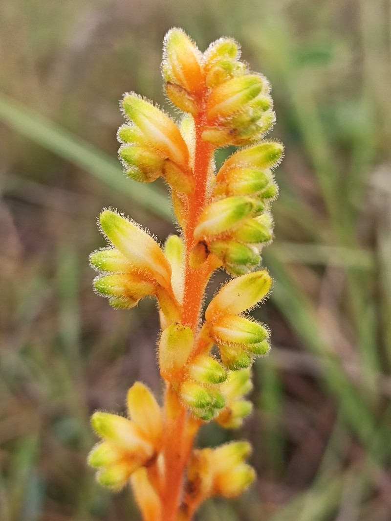 Schiekia timida photo 6