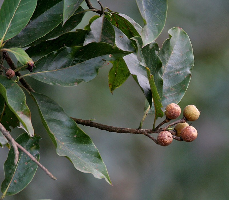 Schima wallichii