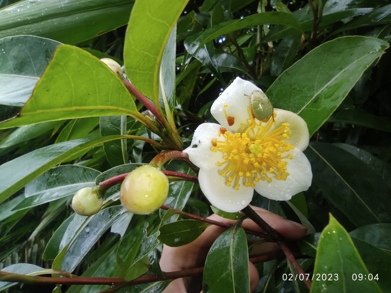 Schima wallichii photo 2