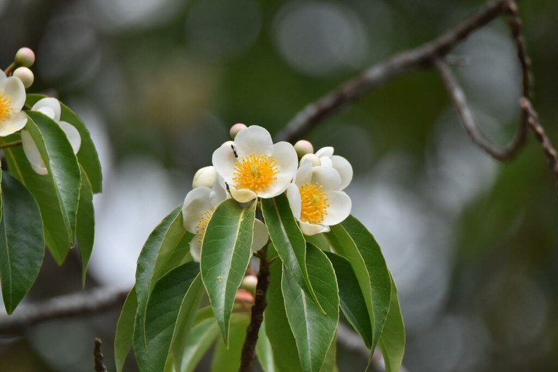 Schima wallichii photo 3