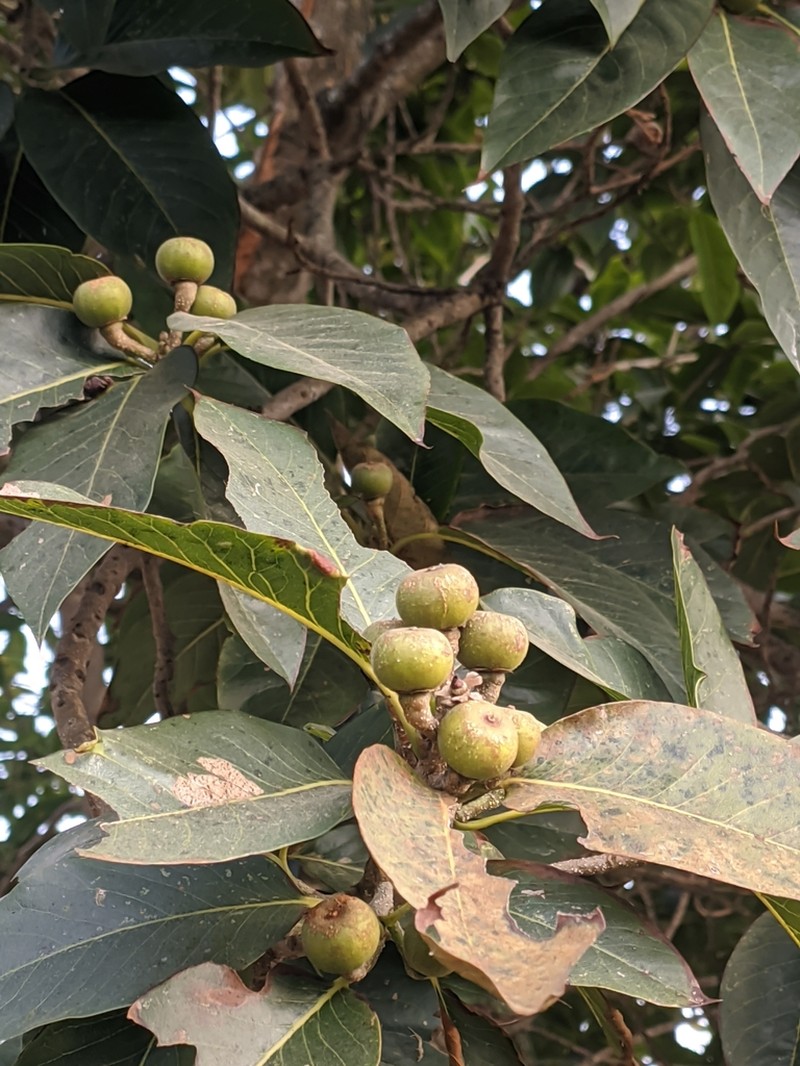 Schima wallichii photo 5