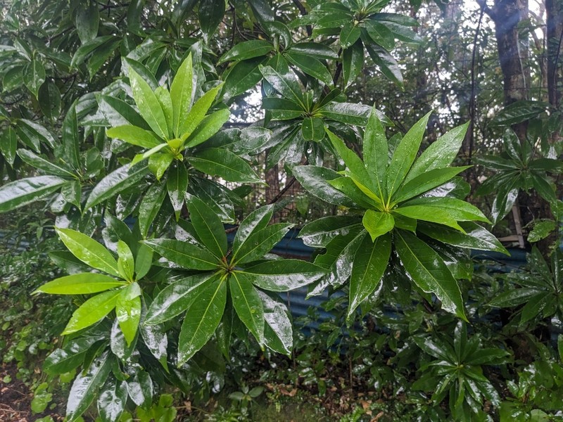Schima wallichii photo 6