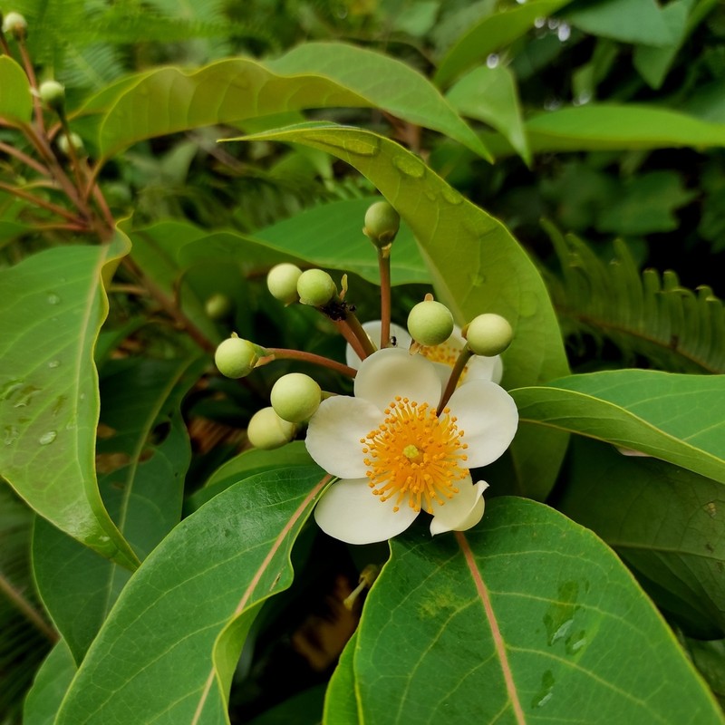 Schima wallichii photo 8