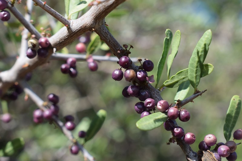 Schinus longifolia var. longifolia photo 2