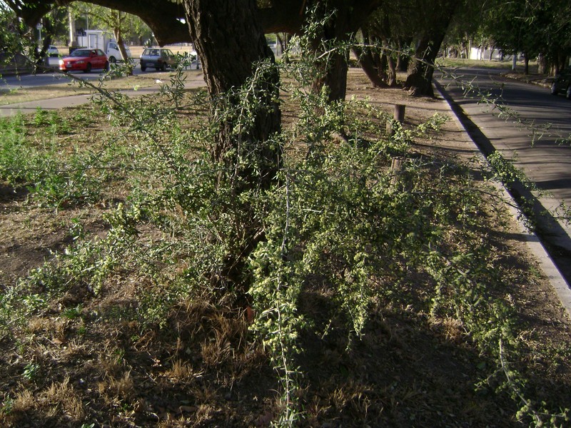 Schinus longifolia var. longifolia photo 3