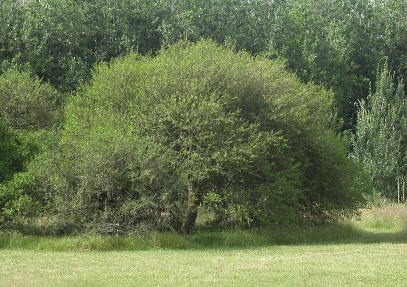 Longleaf Peppertree photo 4