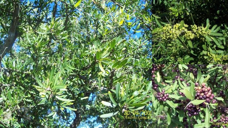 Longleaf Peppertree photo 5