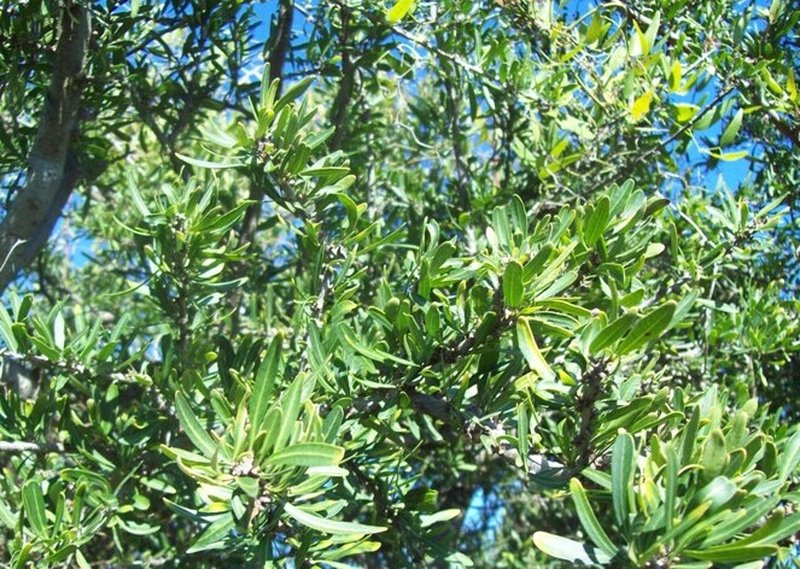 Longleaf Peppertree photo 6