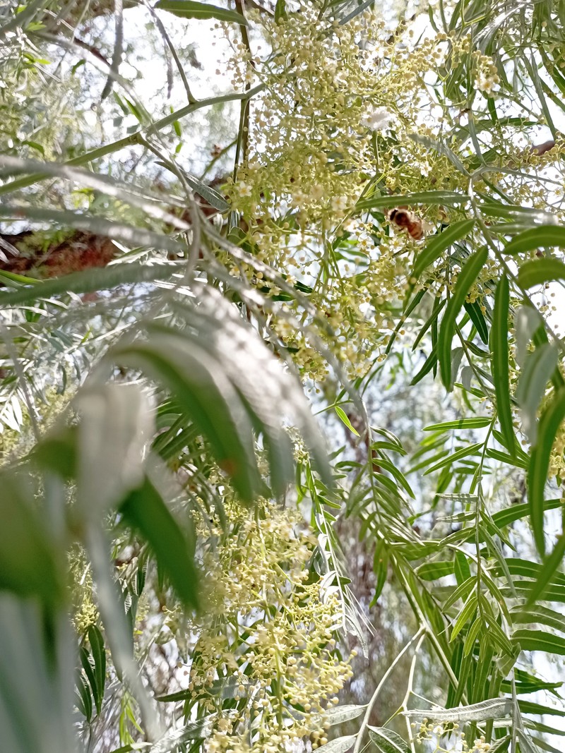 Peruvian Peppertree photo 5