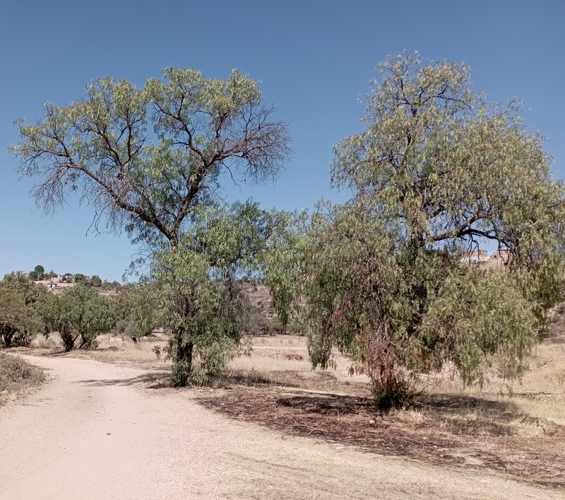 Peruvian Peppertree photo 6