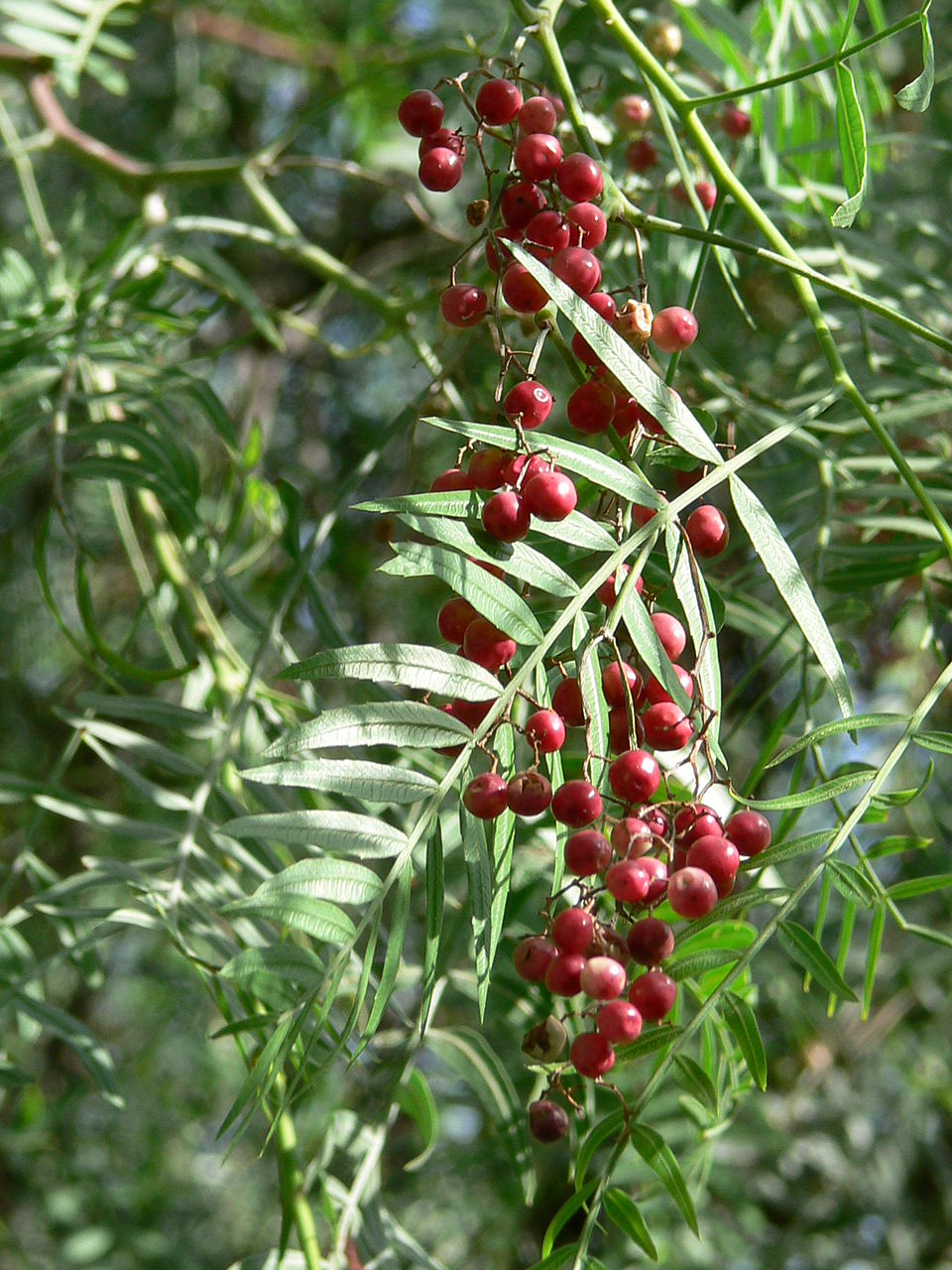 Peruvian Peppertree