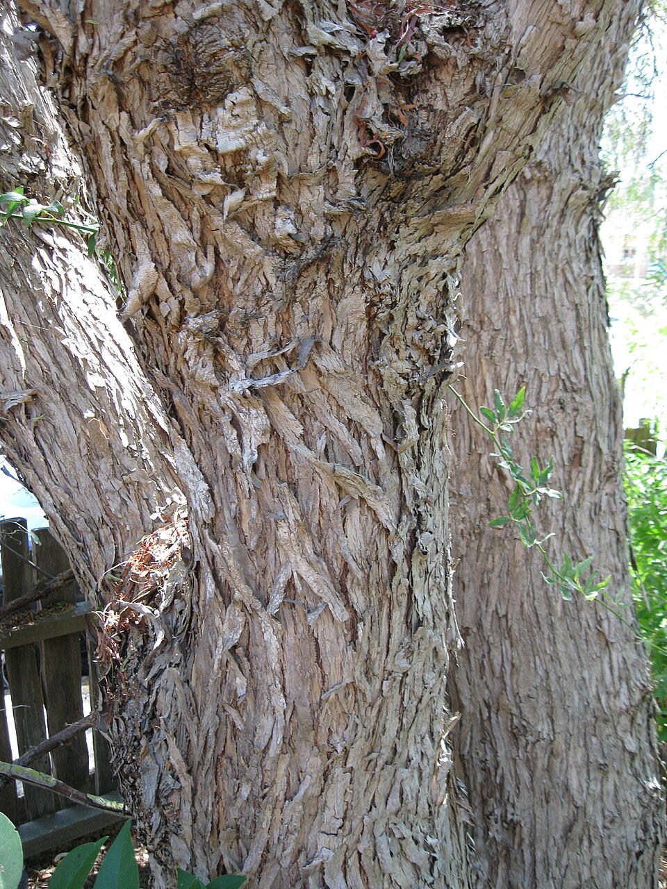 Peruvian Peppertree photo 8