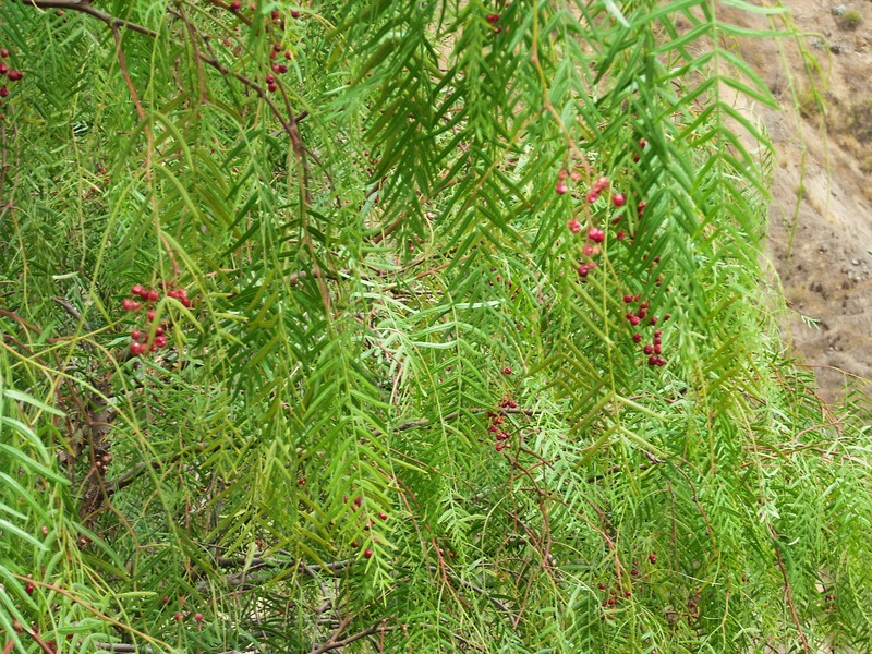 Peruvian Peppertree photo 2