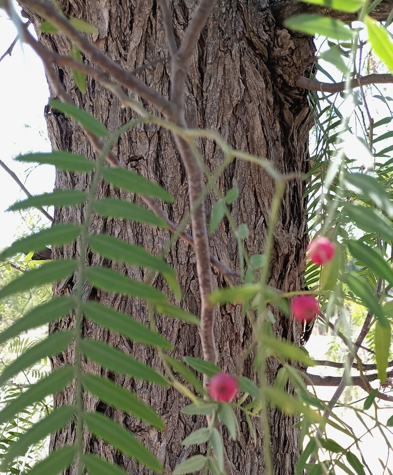 Peruvian Peppertree photo 3
