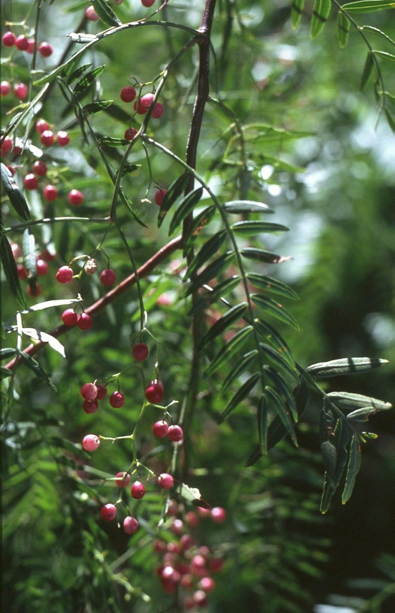 Peruvian Peppertree photo 4