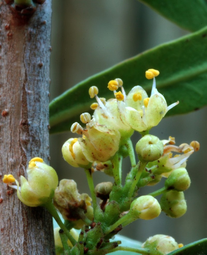 Hardee Peppertree photo 4