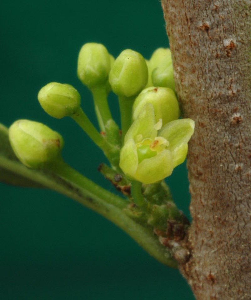 Hardee Peppertree photo 5