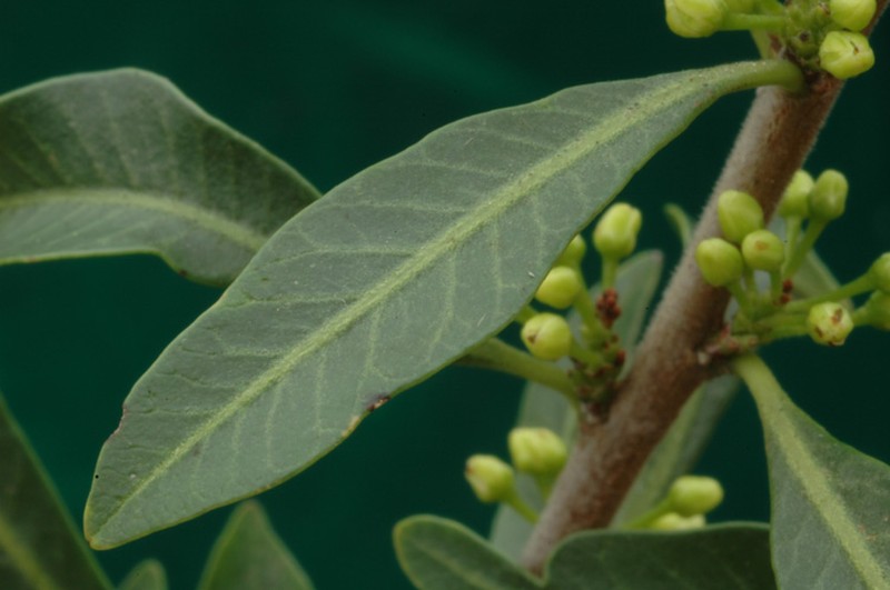 Hardee Peppertree photo 6