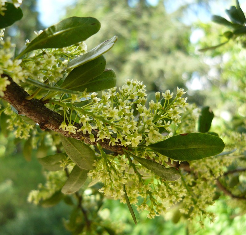 Hardee Peppertree photo 2