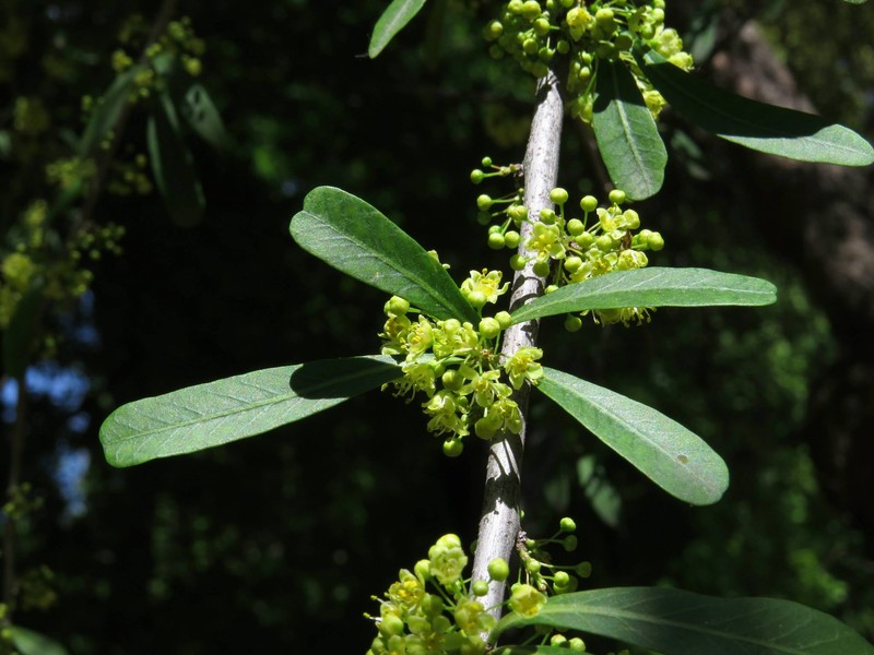 Hardee Peppertree photo 3