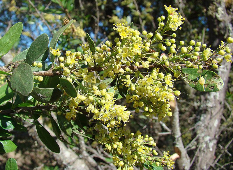 Hardee Peppertree photo 7