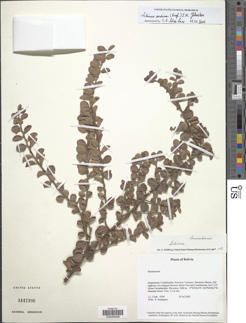 Schinus subtridentata
