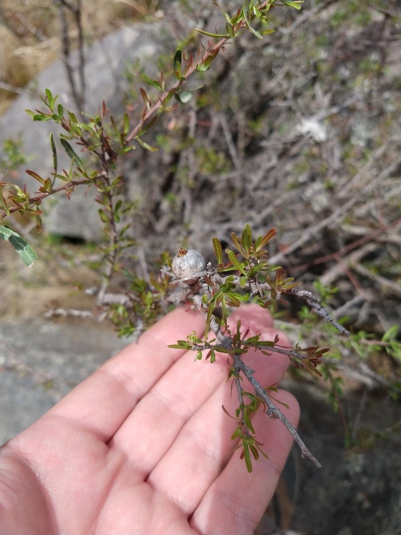 Schinus talampaya photo 6