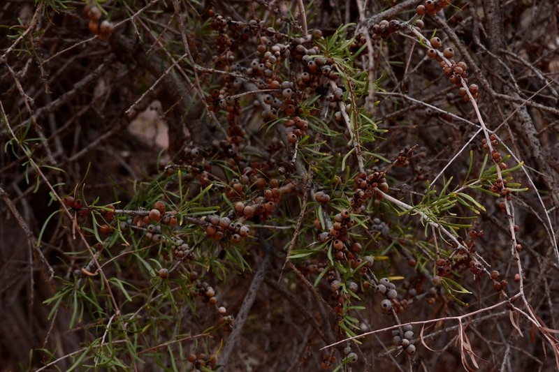 Schinus talampaya photo 8