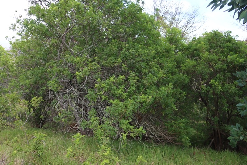 Schinus terebinthifolia var. terebinthifolia photo 2