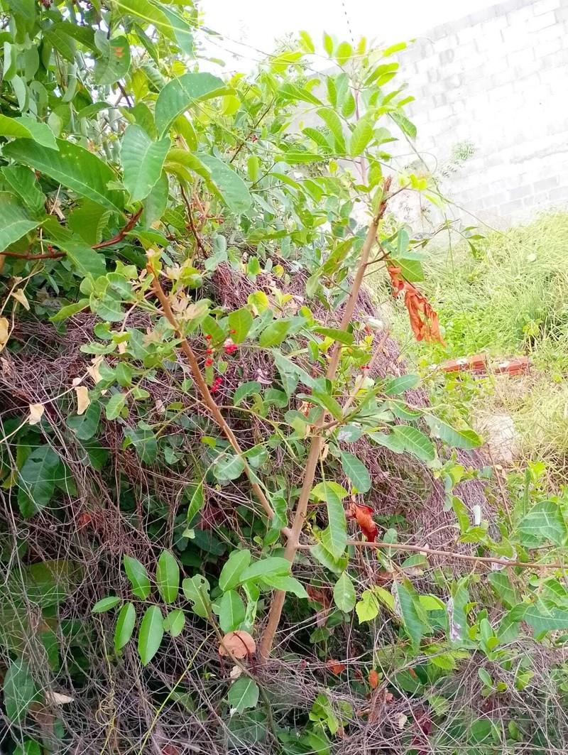Schinus terebinthifolia var. terebinthifolia photo 3