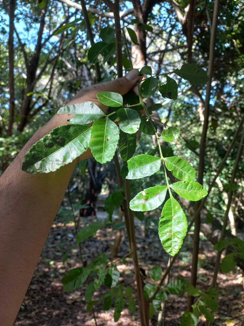 Schinus terebinthifolia var. terebinthifolia photo 4