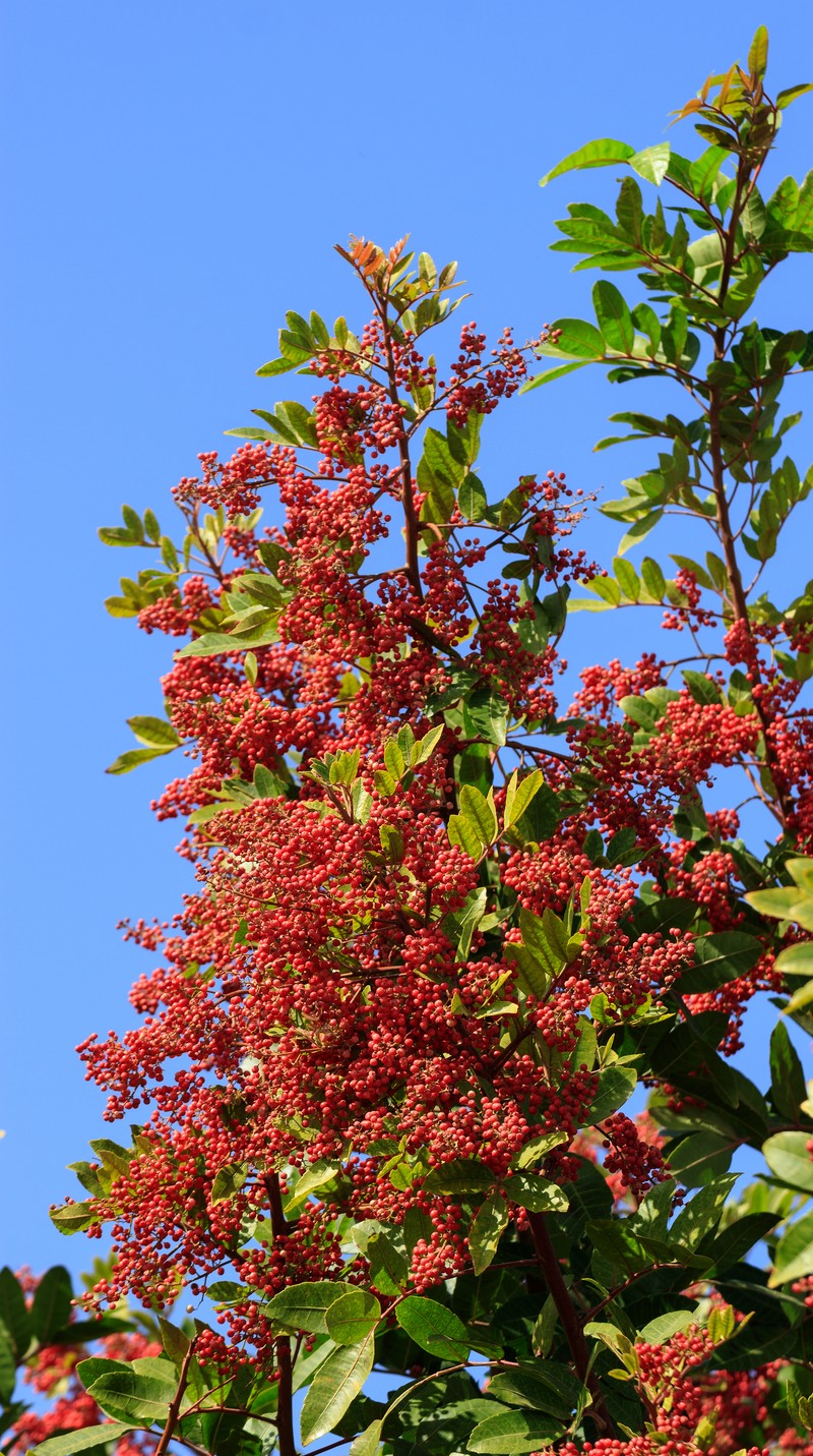 Brazilian Peppertree photo 2