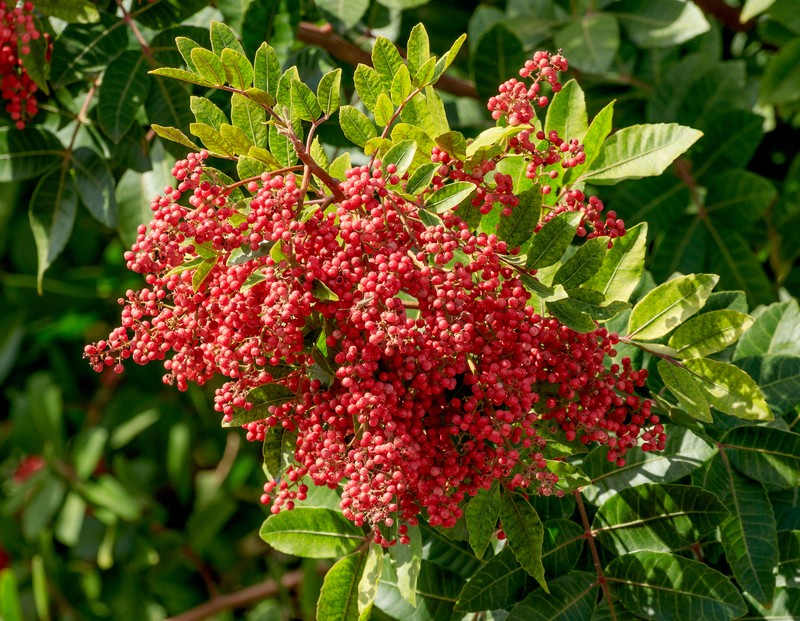 Brazilian Peppertree photo 3
