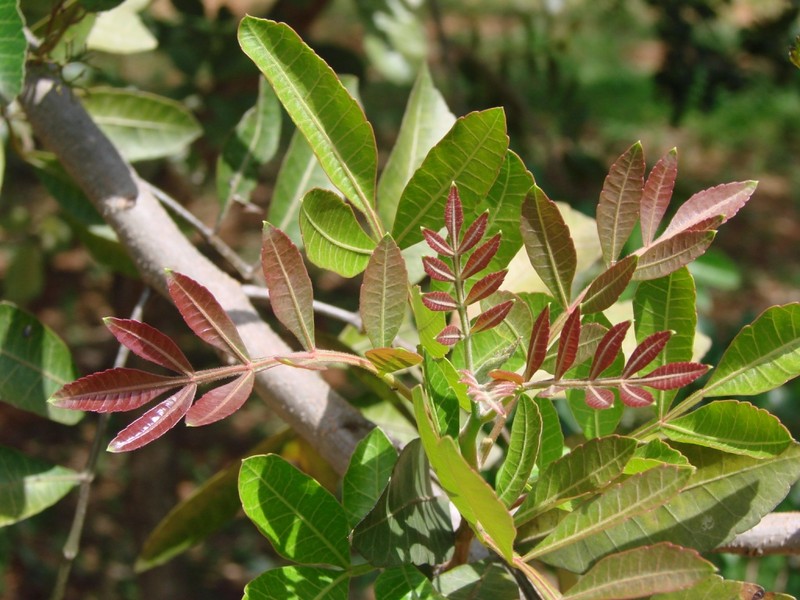 Brazilian Peppertree photo 4