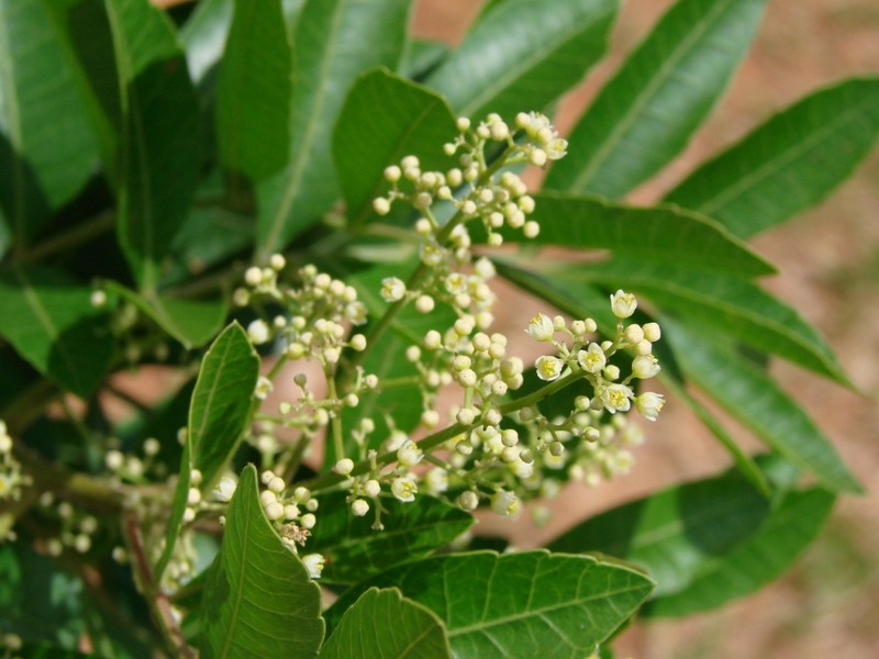 Brazilian Peppertree photo 5