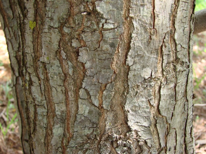 Brazilian Peppertree photo 6