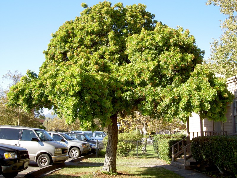 Brazilian Peppertree photo 8