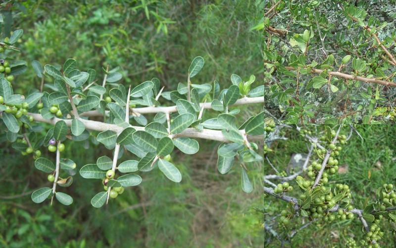 Schinus uruguayensis
