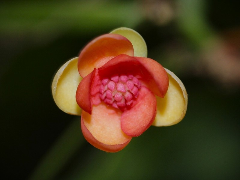 Bay Starvine photo 3