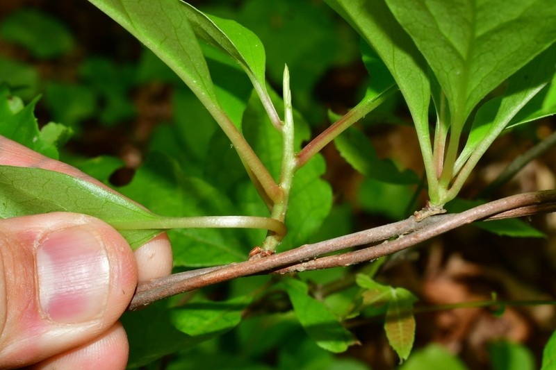 Bay Starvine photo 4