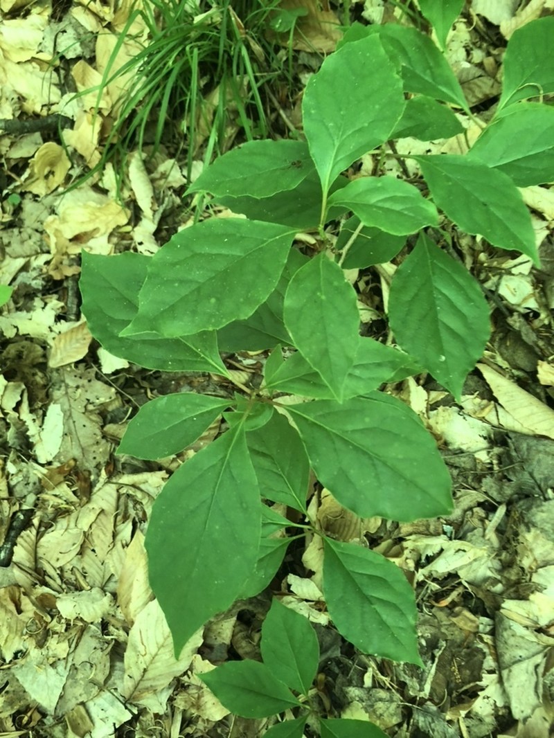 Bay Starvine photo 5