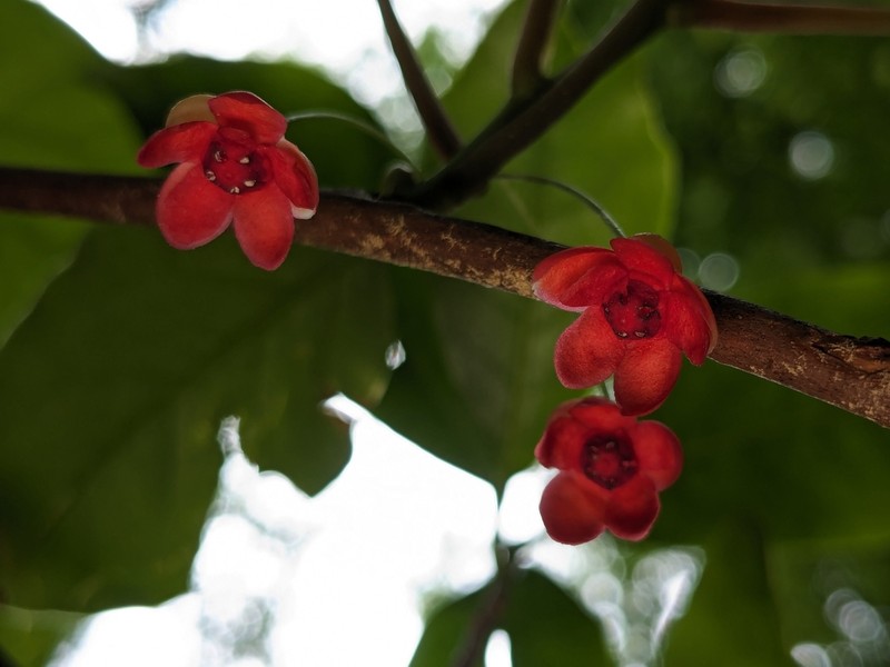 Bay Starvine photo 6