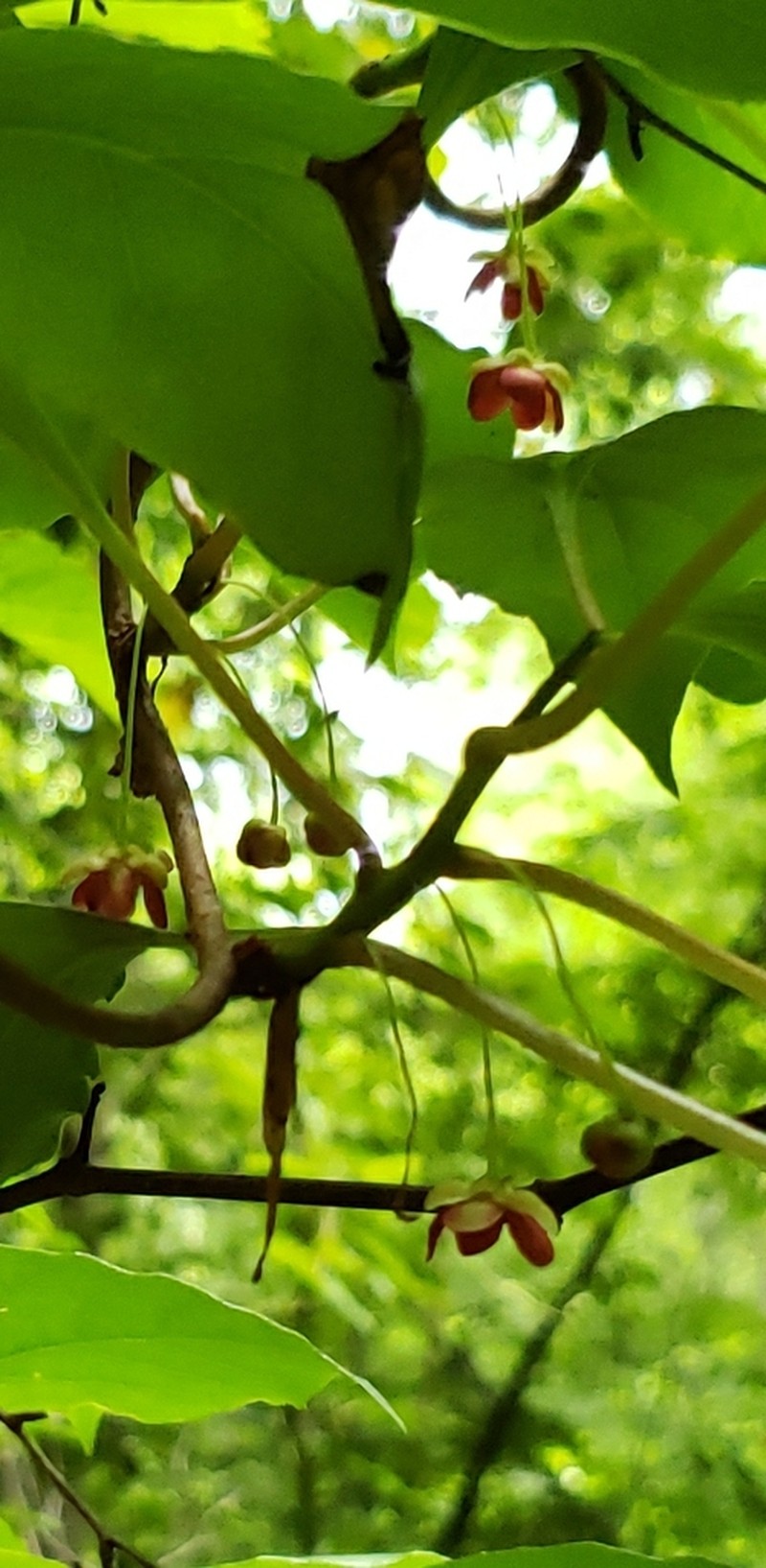 Bay Starvine photo 7